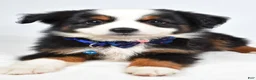 Miniature Australian Shepherd dogs for sale: Vader  - Ad 8