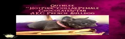 French Bulldog dogs for sale: Quynlee “Hot Pink” Collar, Female - Ad 3