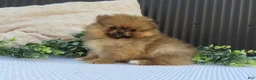 Pomeranian dogs for sale: Peanut 🩵🐾 - Ad 2