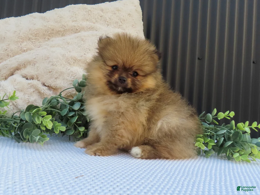 Pomeranian dogs for sale: Peanut 🩵🐾 - Ad 2