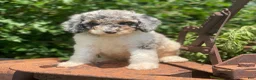 Standard Poodle dogs for sale: Storm - Ad 2