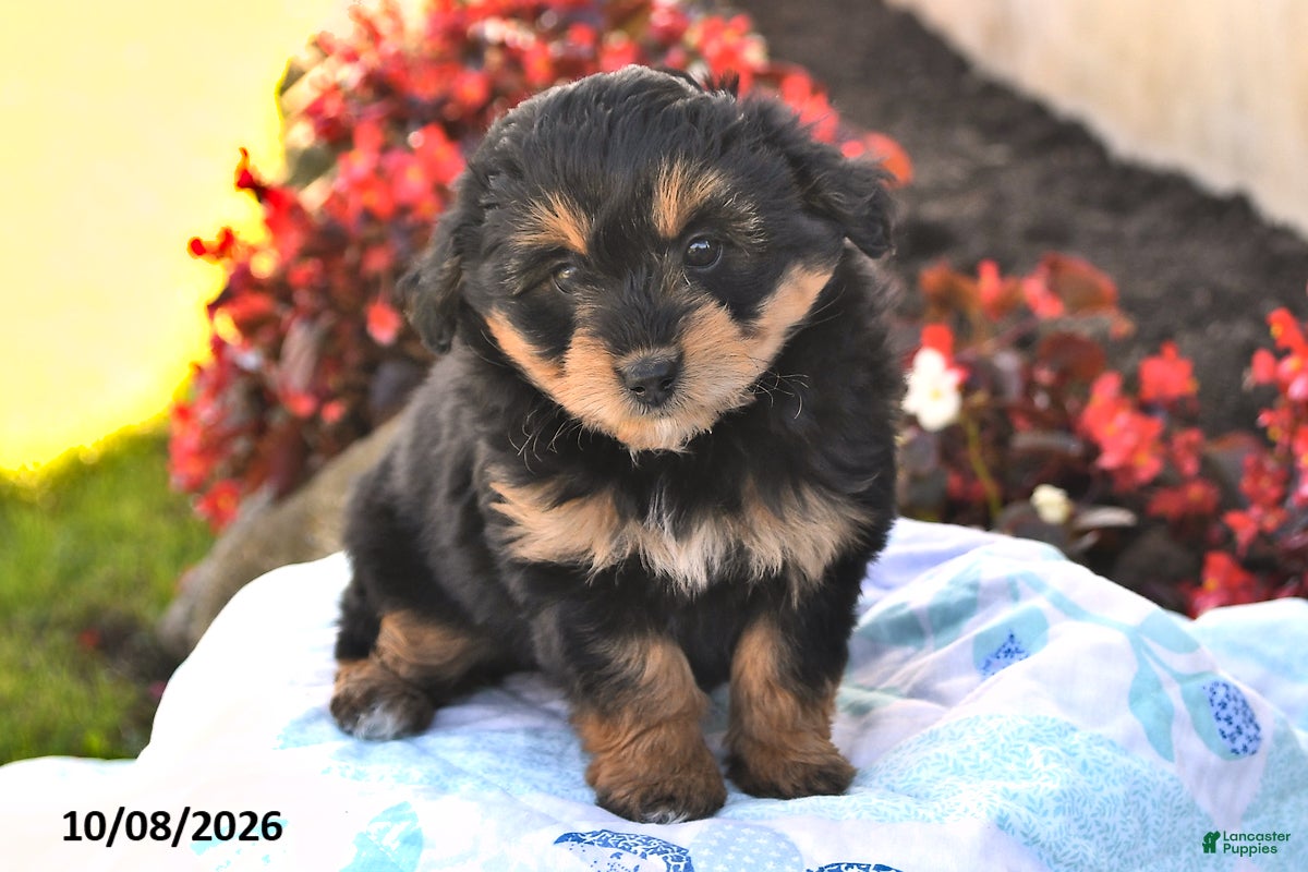 Mini Aussiedoodle dogs Sweetie - Ad 2