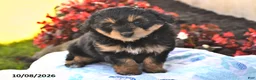 Mini Aussiedoodle dogs for sale: Sweetie - Ad 2