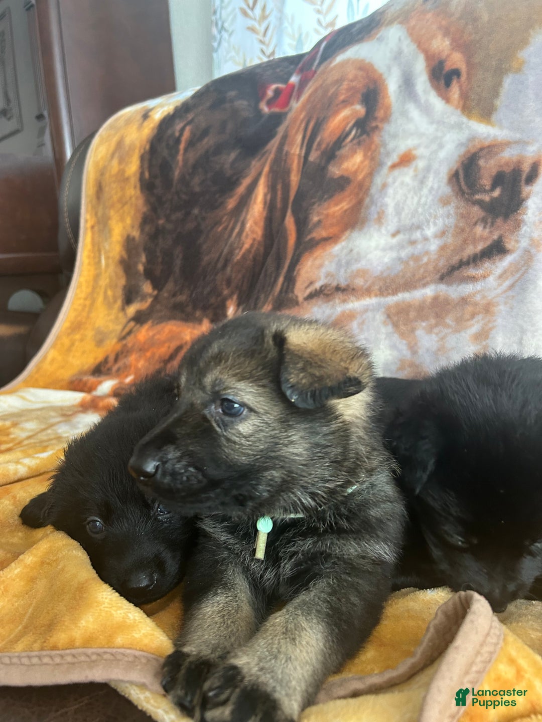 German Shepherd dogs for sale: Willow/Cody Teal - Ad 3