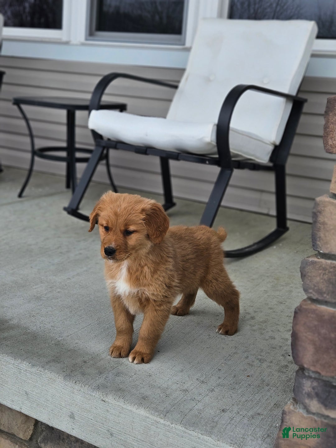 Golden Retriever dogs for sale: Cooper - Ad 2