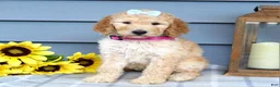 Standard Poodle dogs for sale: Maddie - Ad 6