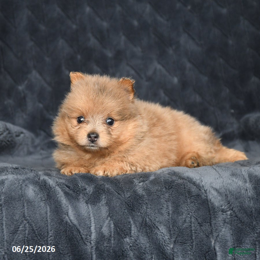 Pomeranian dogs Duke - Ad 2