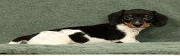 Miniature Dachshund dogs for sale: Reed - Ad 4