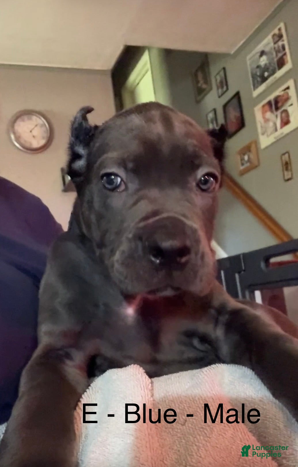 Cane Corso dogs Cane Corso light Blue - Ad 34