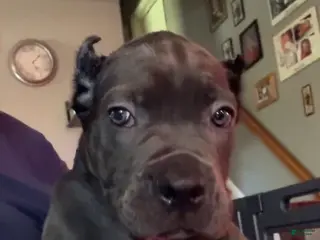 Cane Corso dogs Cane Corso light Blue - Ad 21