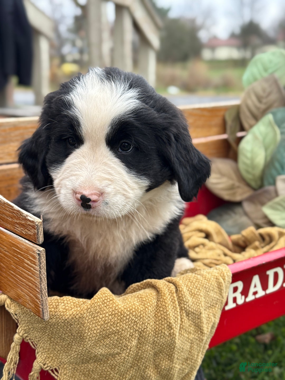 Mixed Breed dogs for sale: Waffle - Ad 1