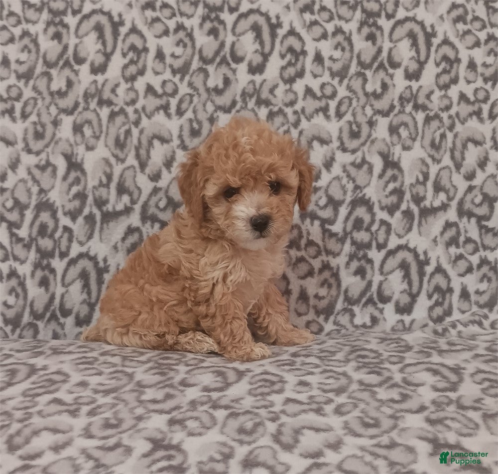 Toy Poodle dogs Toy Poodle Puppy 1 - Ad 11