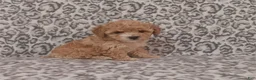 Toy Poodle dogs for sale: Toy Poodle Puppy 1 - Ad 1