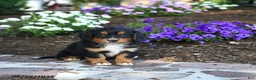 Mini Bernedoodle dogs for sale: Philip - Ad 4