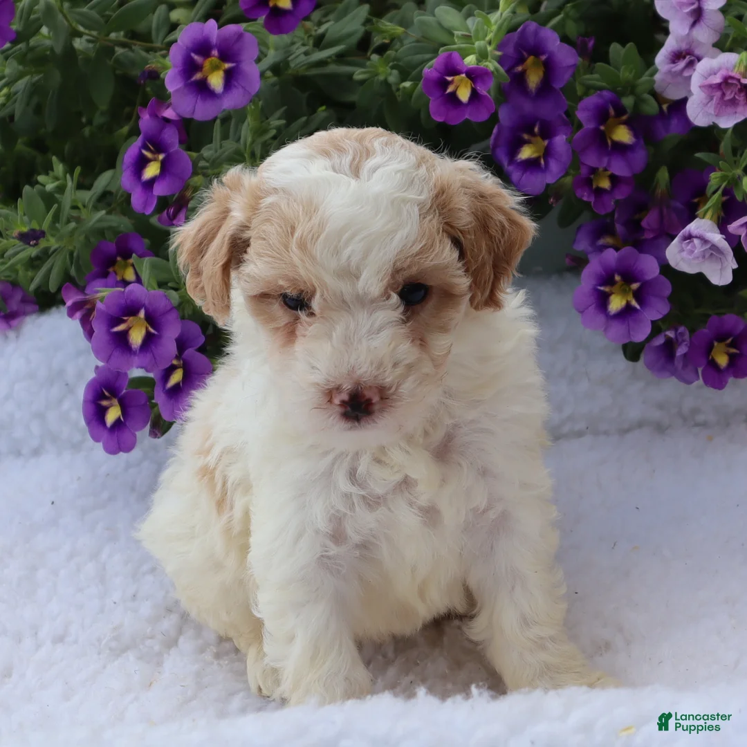 Mini Goldendoodle dogs for sale: Charita - Ad 1