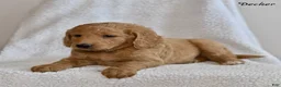 Goldendoodle dogs for sale: Decker - Ad 2