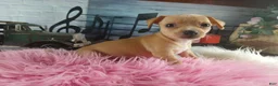 Chihuahua dogs for sale: Autumns fawn girl. Hand Delivery  - Ad 6