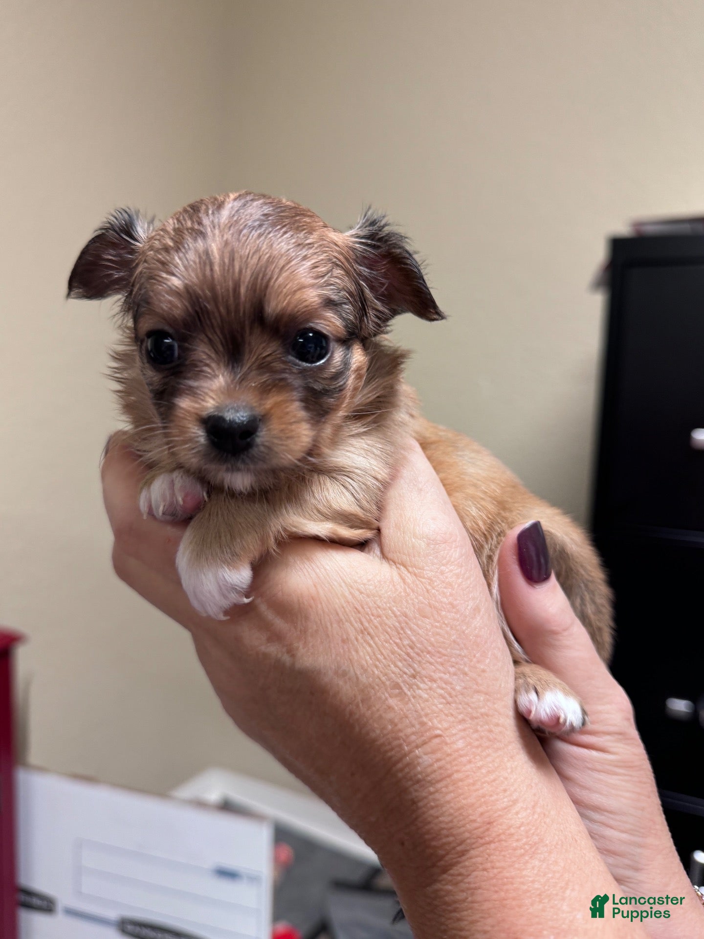 Chihuahua dogs Bonita (Bonnie) - Ad 27
