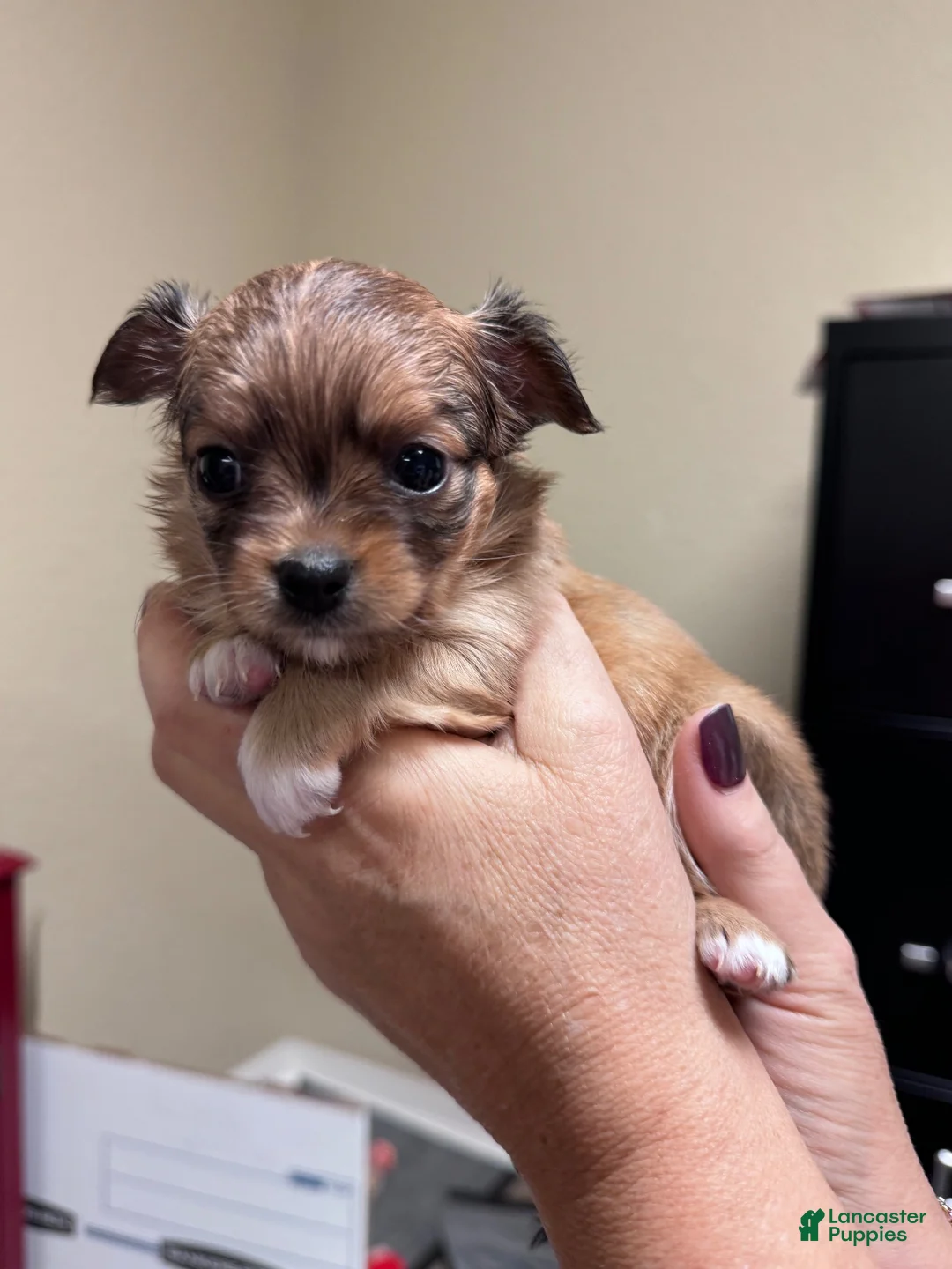 Chihuahua dogs for sale: Bonita (Bonnie) - Ad 1
