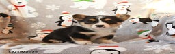 Welsh Corgi Pembroke dogs for sale: Gus - Ad 5