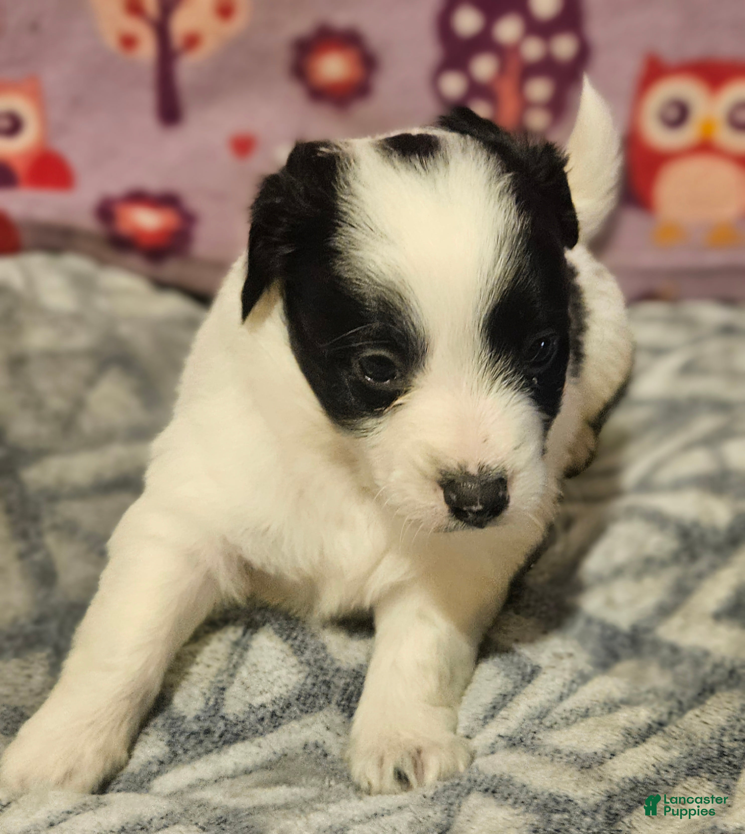 Chihuahua dogs Barney - Ad 35