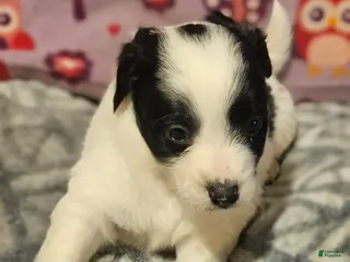 Chihuahua dogs Barney - Ad 20