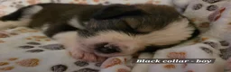 Mixed Breed dogs for sale: Light blue - Ad 6