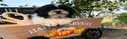 Shih Tzu dogs for sale: Shane Shih Tzu  - Ad 20