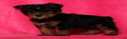 Yorkshire Terrier dogs for sale: Amber - Ad 6