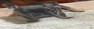 French Bulldog Puppy 3