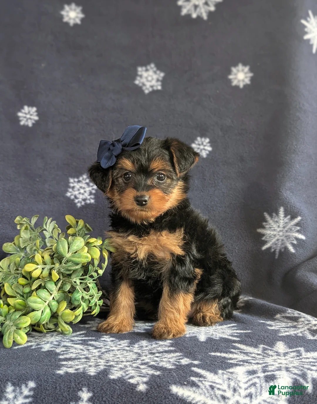 Yorkiepoo dogs for sale: Kayla 6 lbs Full Grown - Ad 2