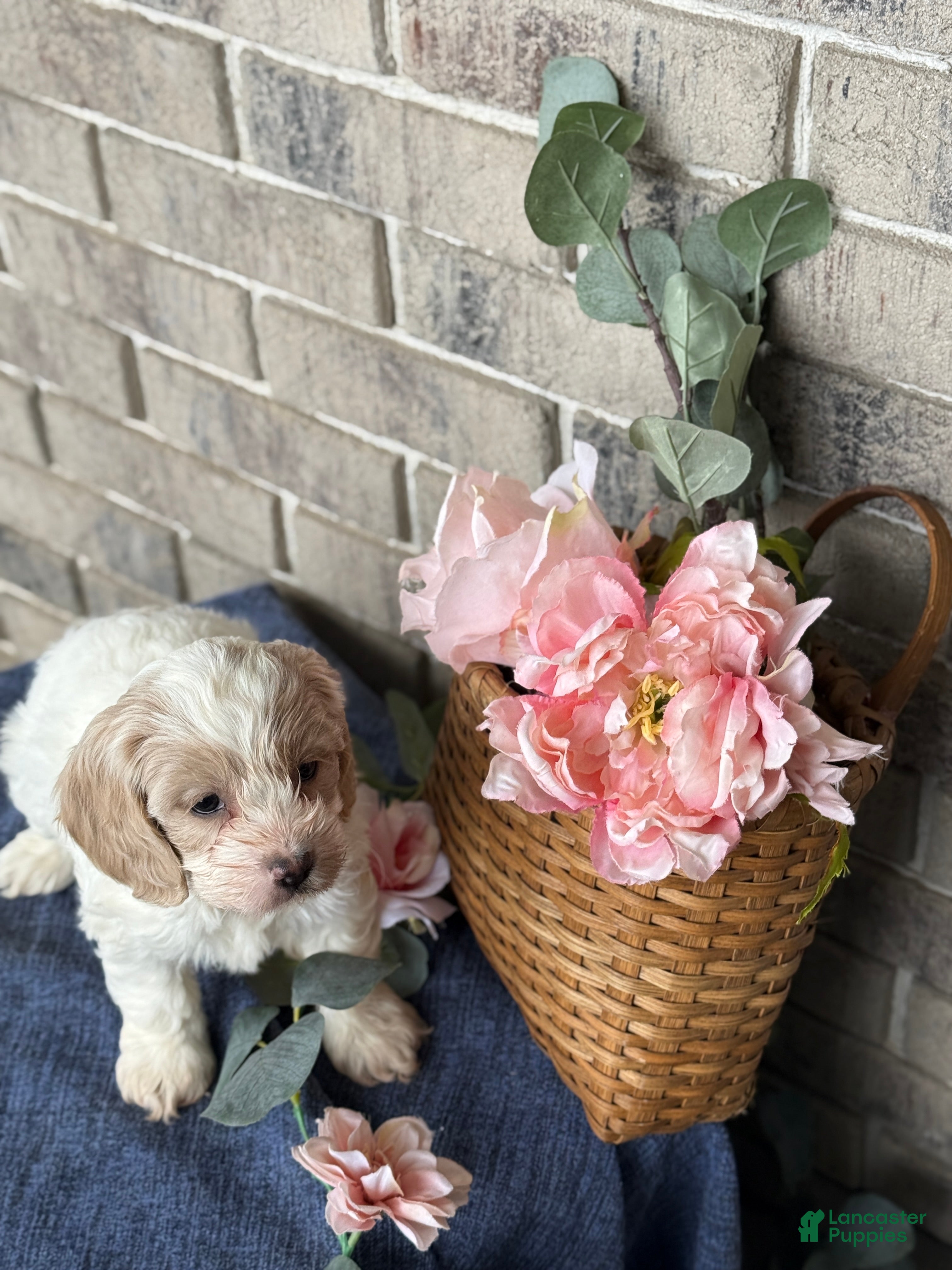 Cockapoo dogs Mable - Ad 2