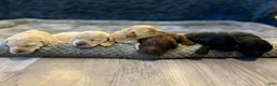 Double Doodle dogs for sale: Sadie - Ad 6