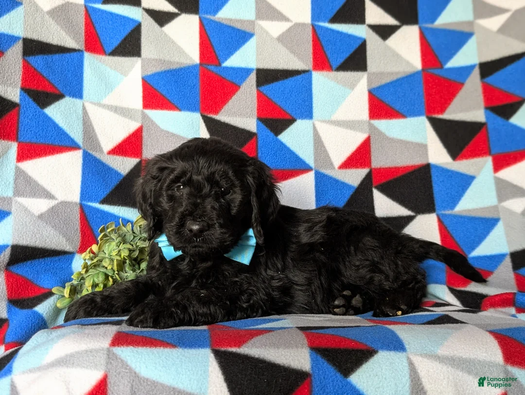 Goldendoodle dogs for sale: Davis Standard size Hypoallergenic - Ad 4