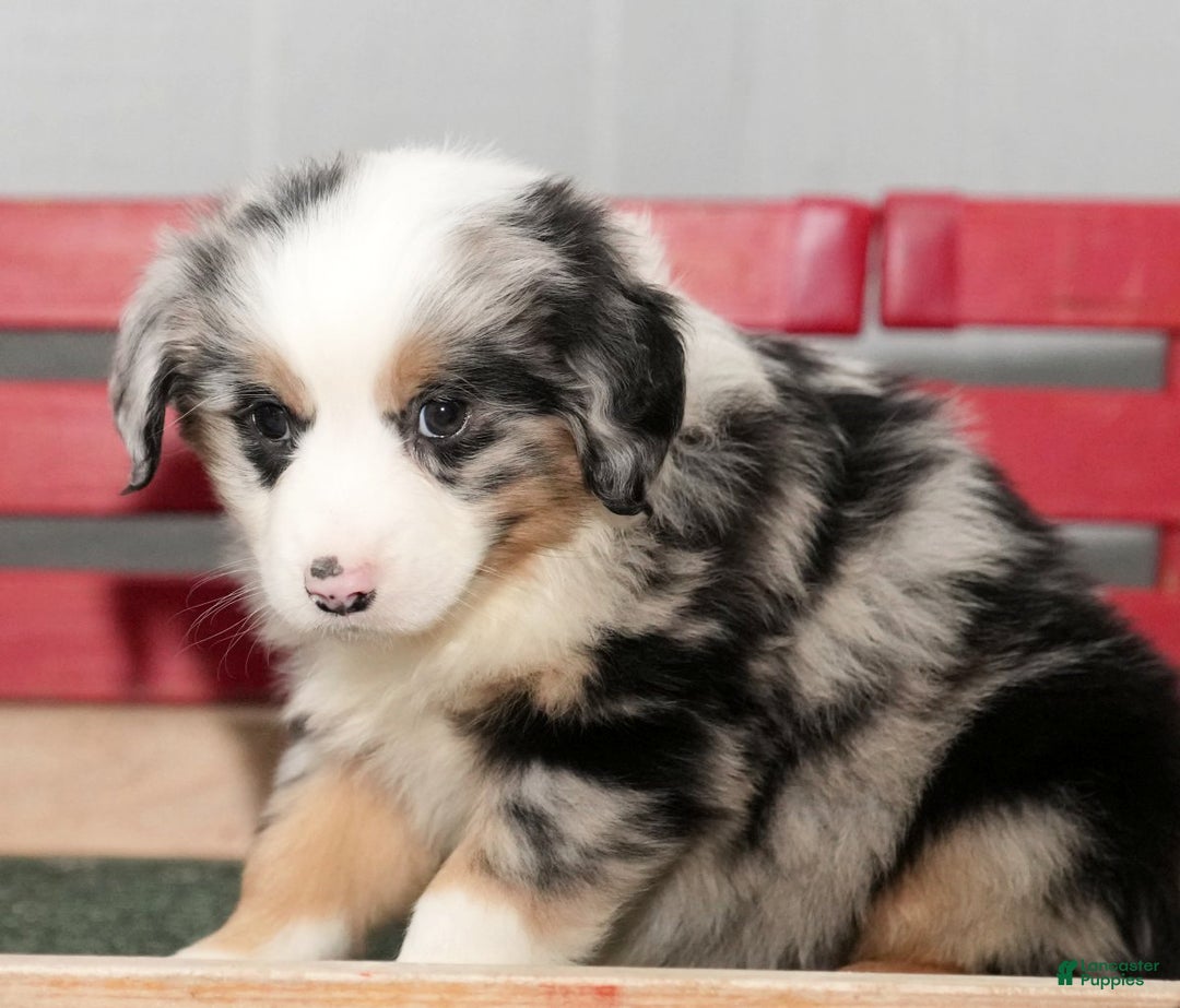 Miniature Australian Shepherd dogs for sale: Daisy - Ad 8