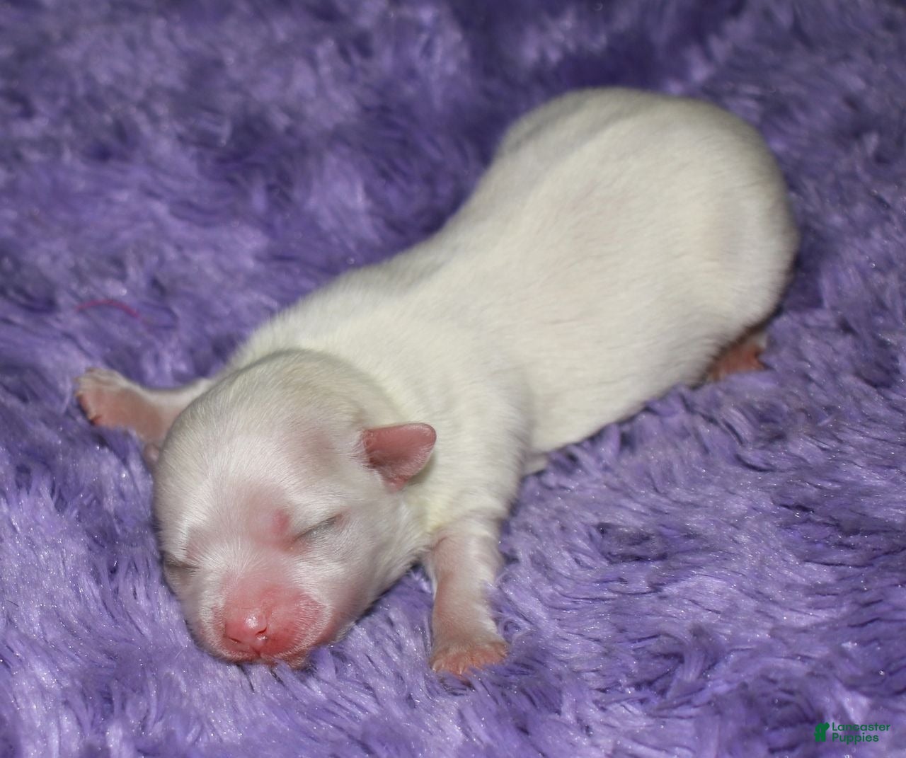 Maltese dogs Diva - Ad 1