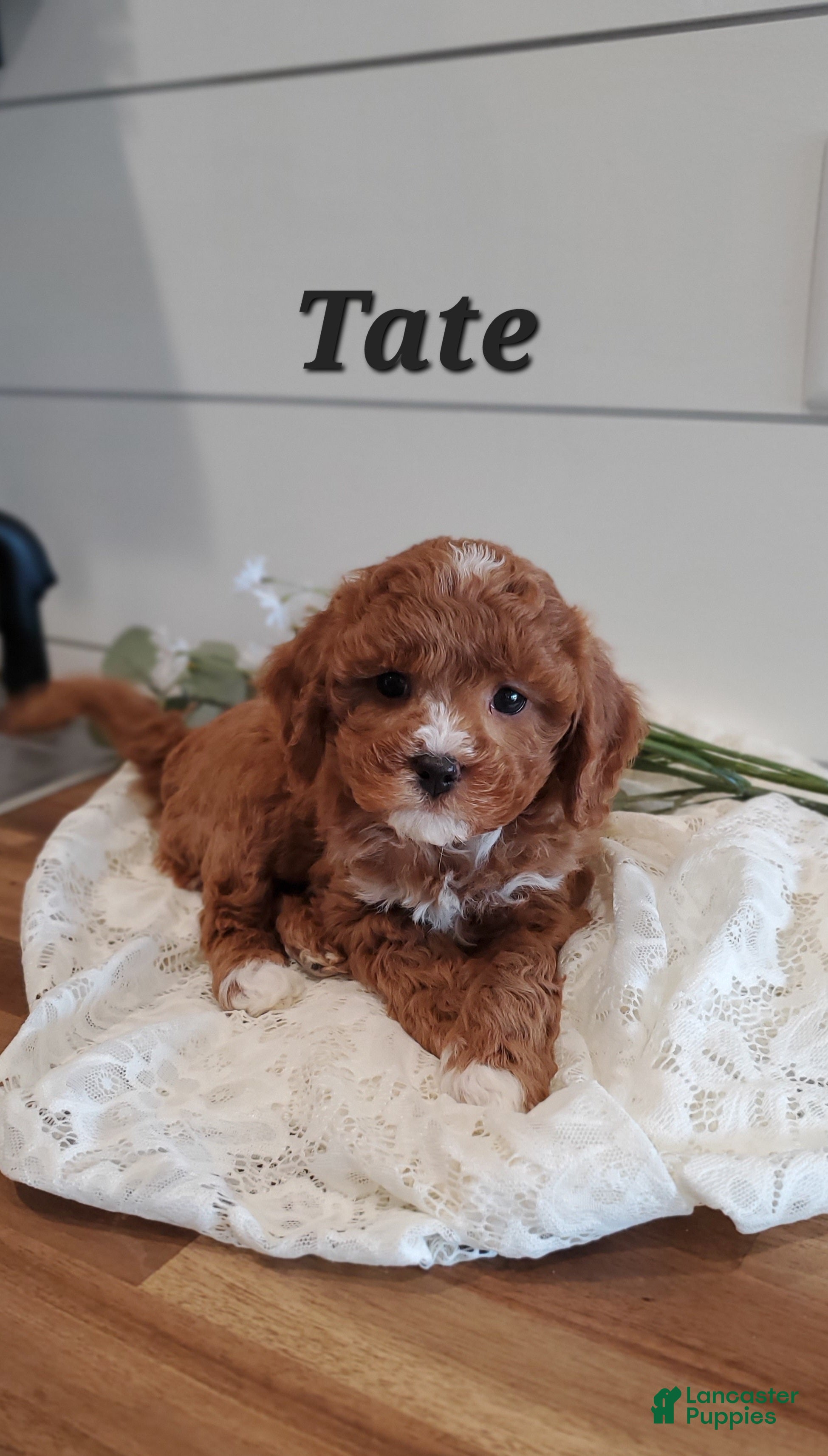 Cavapoo dogs Tate - Ad 13