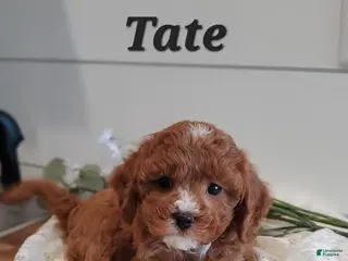 Cavapoo dogs Tate - Ad 13