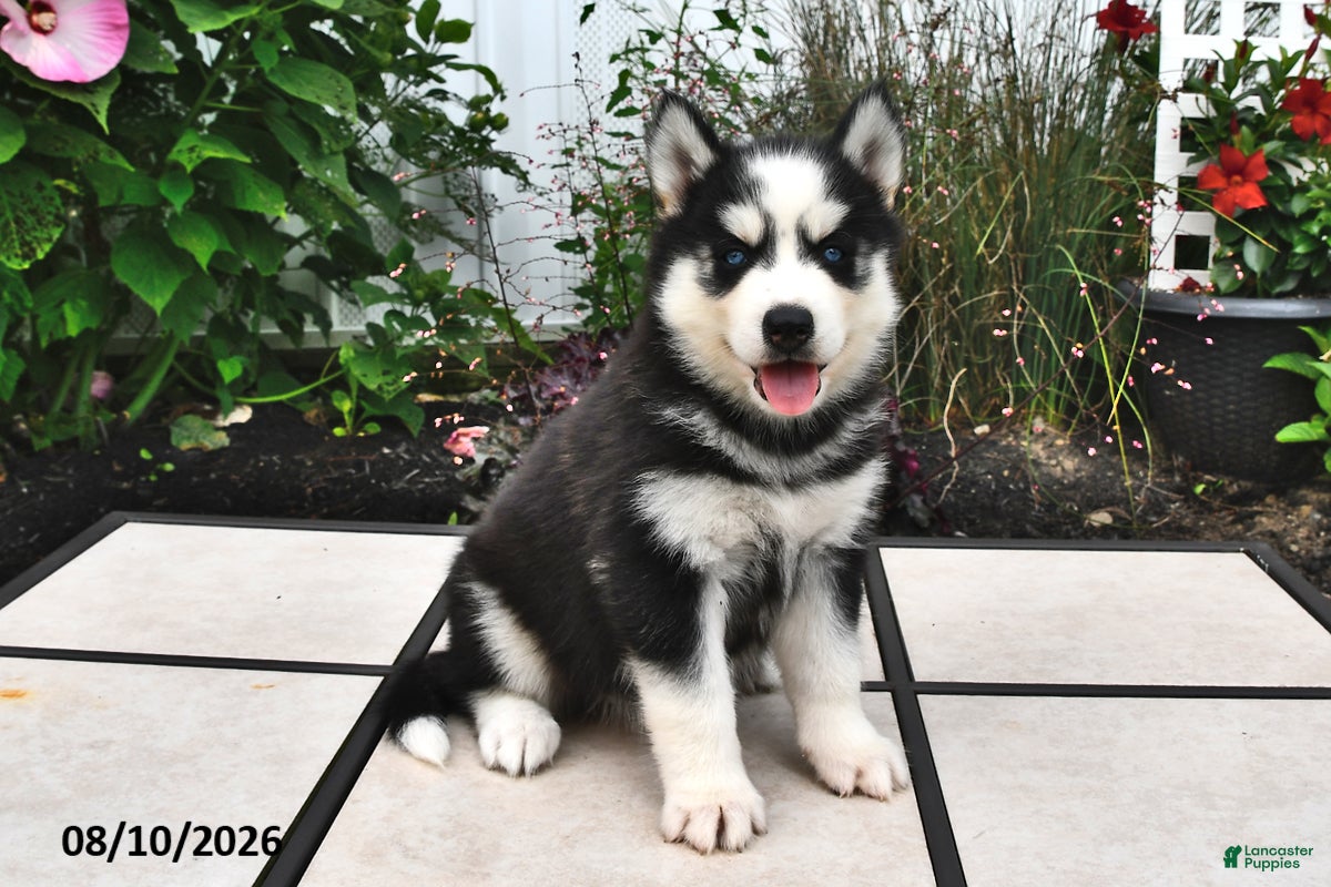 Siberian Husky dogs Echo - Ad 1