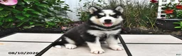 Siberian Husky dogs for sale: Echo - Ad 1
