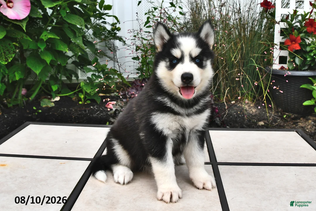 Siberian Husky dogs for sale: Echo - Ad 1