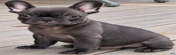 French Bulldog dogs for sale: Solid Chocolate Boy - Ad 3