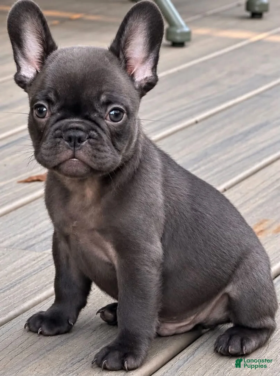 French Bulldog dogs for sale: Solid Chocolate Boy - Ad 3