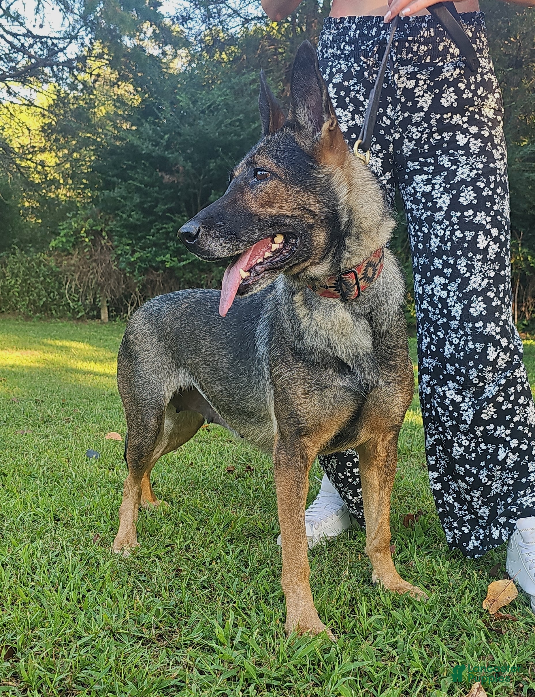 German Shepherd dogs Ashe - Ad 1