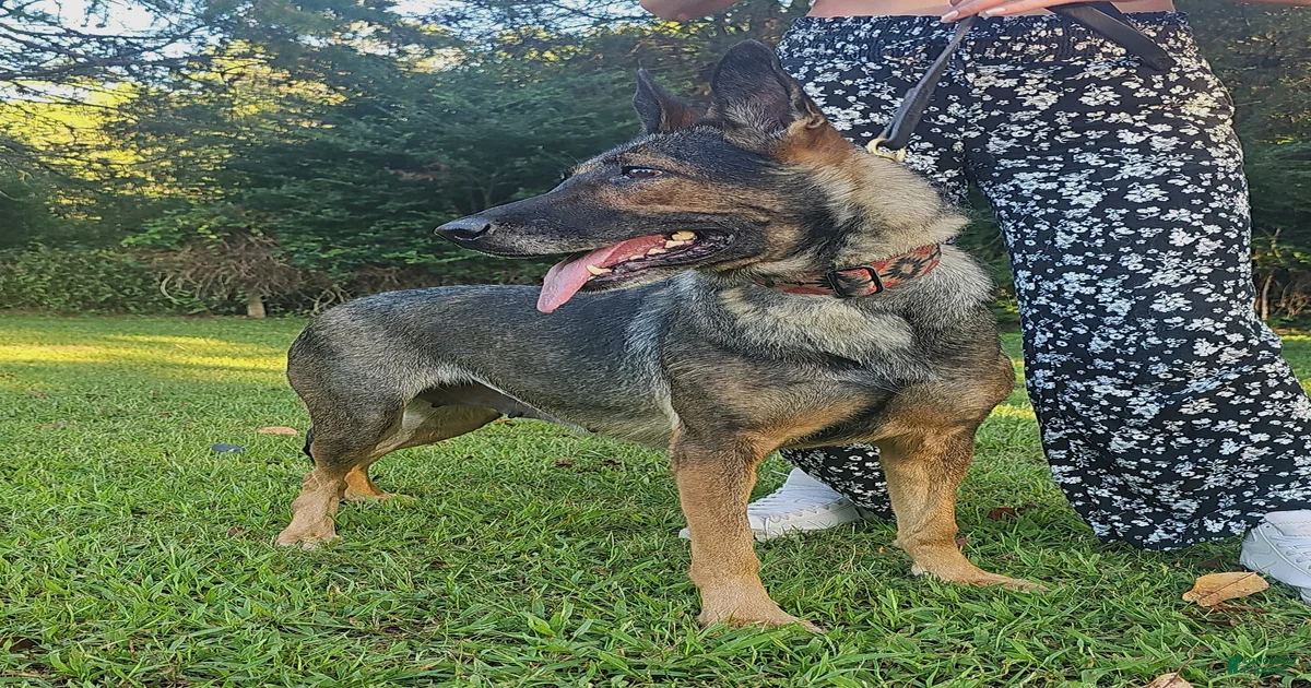 German Shepherd Puppies for sale in Columbia, South Carolina ...