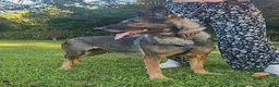 German Shepherd dogs for sale: Ashe - Ad 1