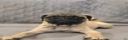 Pug dogs for sale: Clyde - Ad 5