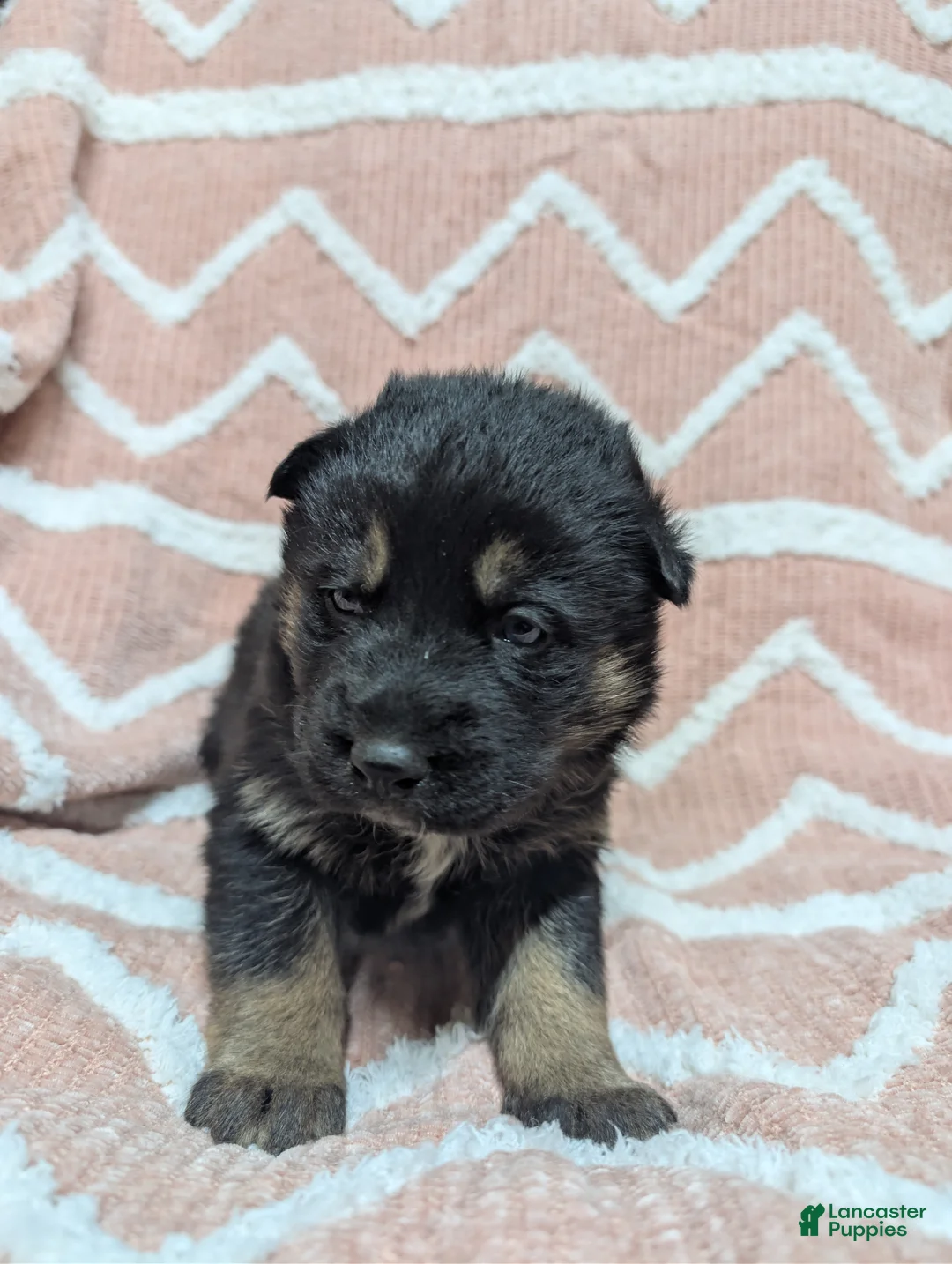 Gerberian Shepsky dogs for sale: Bessy - Ad 2