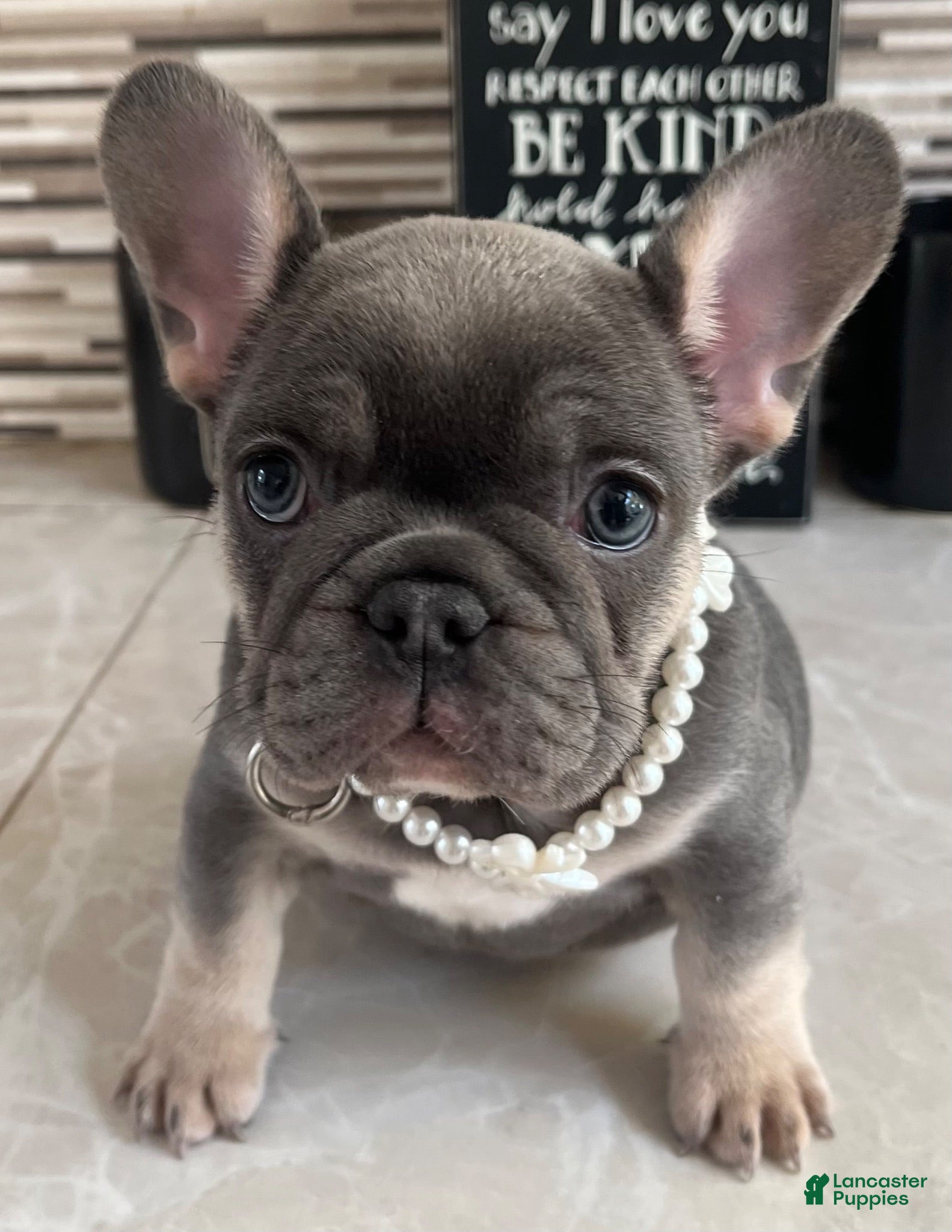 French Bulldog dogs for sale: Delilah - Ad 3
