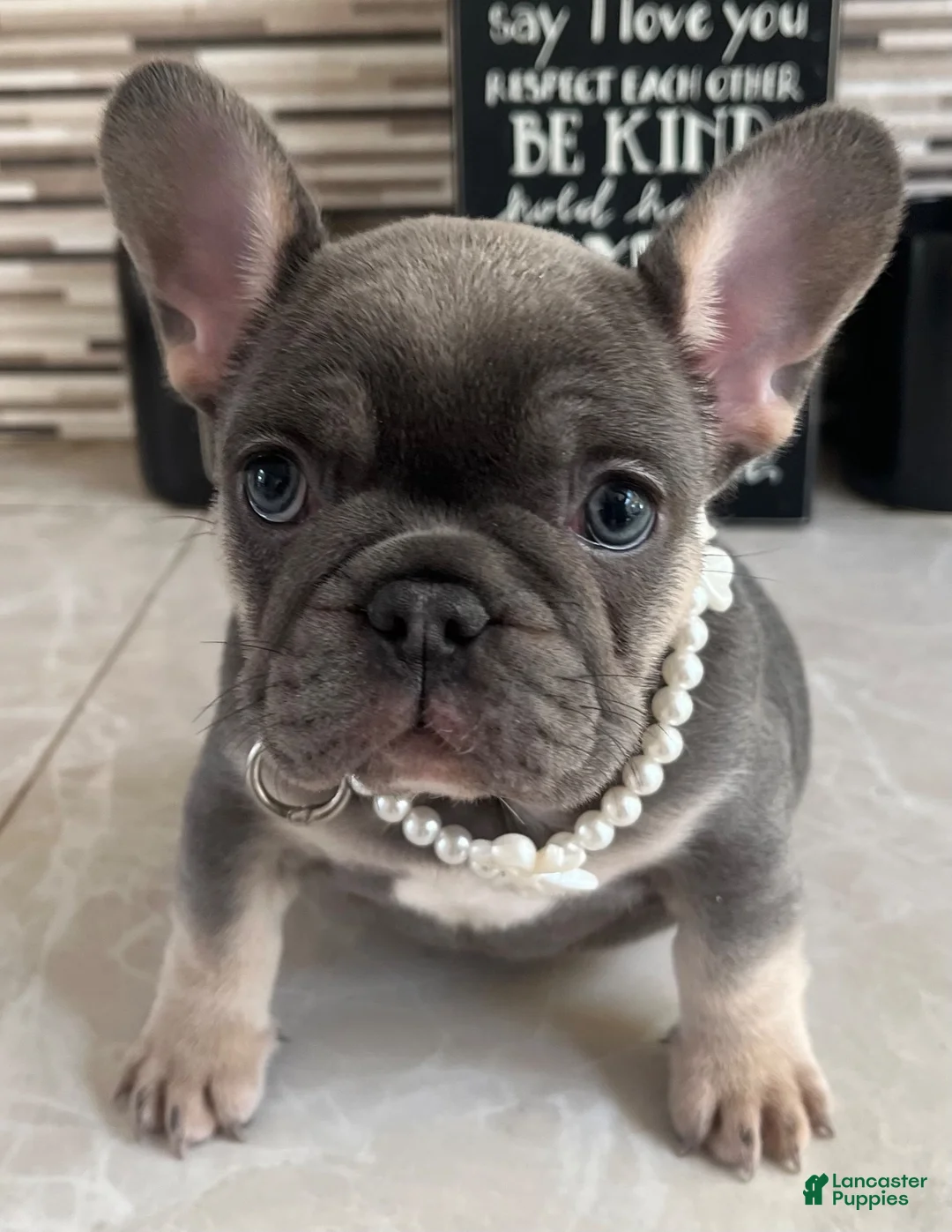 French Bulldog dogs for sale: Delilah - Ad 1